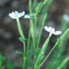 Dream Root, Xhosa (Silene capensis) plant, organic