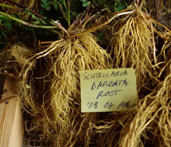 Skullcap, Barbat (Scutellaria barbata) seeds, organic - Image 3