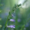 Skullcap, Barbat (Scutellaria barbata) seeds, organic - Image 4