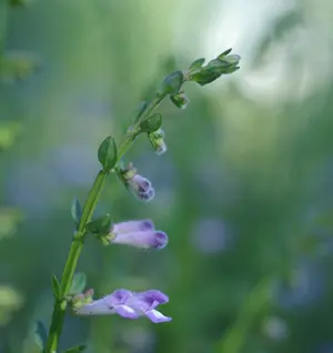 Skullcap, Barbat (Scutellaria barbata) seeds, organic - Image 4