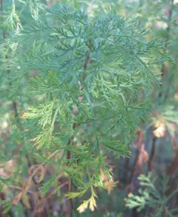 Southernwood (Artemisia abrotanum) potted shrub in a 9 inch pot, organic - Image 2
