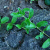 Speedwell, Common (Veronica officinalis), packet of 30 seeds, organic - Image 2