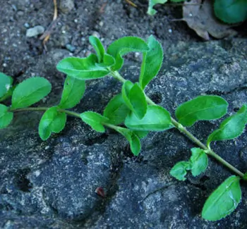 Speedwell, Common (Veronica officinalis), packet of 30 seeds, organic - Image 2