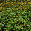 Spilanthes, Official (Acmella oleracea) potted plant, organic - Image 2