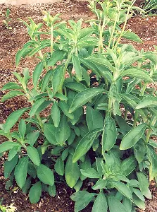 Stevia (Stevia rebaudiana), packet of 20 seeds, organic - Image 2