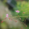 Fame Flower (Talinum paniculatum), packet of 100 seeds, organic