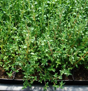 Thyme, French (Thymus vulgaris), packet of 100 seeds, organic