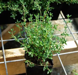 Thyme, French (Thymus vulgaris), packet of 100 seeds, organic - Image 2