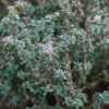 Thyme, German Winter (Thymus vulgaris) potted plant, organic