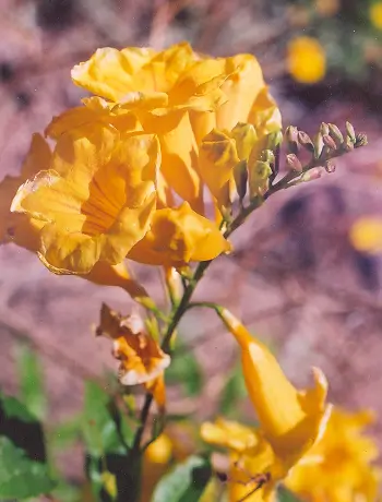 Tronadora (Tecoma stans) seeds