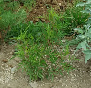 Tronadora (Tecoma stans) seeds - Image 2