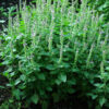 Tulsi, Temperate -- Holy Basil (Ocimum africanum) potted plant, organic