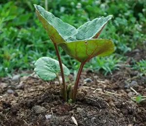 Rhubarb, Turkey (Rheum palmatum tanguticum), packet of 10 seeds - Image 4