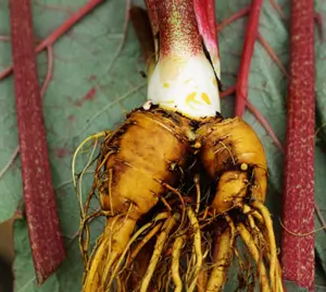Rhubarb, Turkey (Rheum palmatum tanguticum), packet of 10 seeds - Image 3