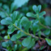 Uva Ursi (Arctostaphylos uva-ursi), packet of 20 seeds - Image 3