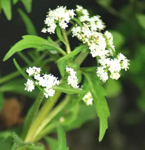Valerian, Indian (Valeriana jatamansii) potted plant, organic - Image 3