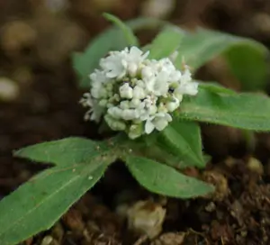 Valerian, Indian (Valeriana jatamansii) potted plant, organic - Image 2