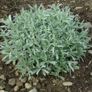 Seeds 100+ Artemisia vulgaris Western Mugwort 