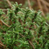 Savory, Winter (Satureja montana) potted plant, organic