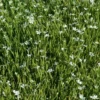 Dream Root, Xhosa (Silene capensis) plant, organic - Image 2
