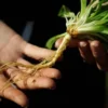 Dream Root, Xhosa (Silene capensis) plant, organic - Image 4