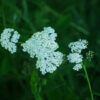 Yarrow, Official (Achillea millefolium) potted plant, organic - Image 4