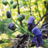 Aconite, Monkshood (Aconitum napellus) potted plant, organic