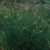 Agrimony, Common (Agrimonia eup.) packet of 10 seeds, organic - Image 3