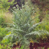 Artichoke, Globe (Cynara scolymus) seeds, organic