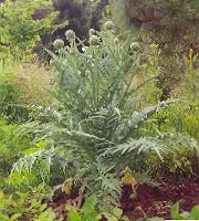 Artichoke, Globe (Cynara scolymus) seeds, organic