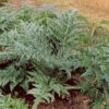 Artichoke, Globe (Cynara scolymus) seeds, organic - Image 2