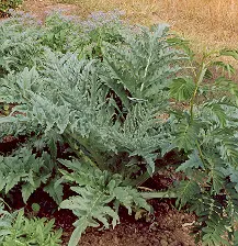 Artichoke, Globe (Cynara scolymus) seeds, organic - Image 2