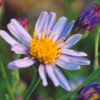 Aster,  Purple (Aster tataricus) potted plant, organic