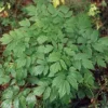 Black Cohosh (Cimicifuga racemosa) seeds, organic - Image 6