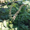 Black Cohosh (Cimicifuga racemosa) seeds, organic - Image 5