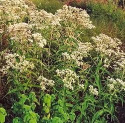 Boneset (Eup. perfoliatum) seeds - Image 4