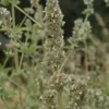 Catnip, Official (Nepeta cataria) seeds, organic - Image 2