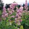 Sage, Clary (Salvia sclarea) potted plant, organic [WA NO] - Image 3