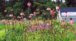 Echinacea pallida potted plant, organic - Image 5