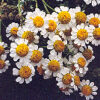 Feverfew (Tanacetum parthenium) seeds, organic - Image 2
