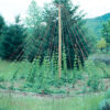 Hops (Humulus lupulus) seeds, organic [WA, ID NO]