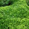 Jiao-gu-lan, Japanese (Gynostemma pentaphyllum) potted vine, organic - Image 6