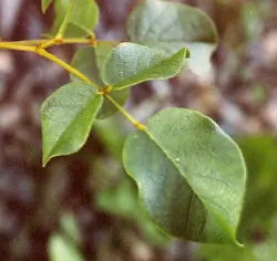 Licorice, Chinese (Glycyrrhiza uralensis) potted plant, organic - Image 3