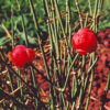 Ma-huang (Ephedra sinica) potted seedling, organic - Image 3