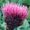 Maral Root (Rhaponticum carthamoides), packet of 10 seeds, organic
