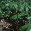 Mayapple, American (Podophyllum peltatum) potted plant, organic