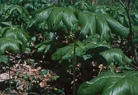 Mayapple, American Live root (Podophyllum peltatum), Organic - Image 4