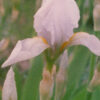 Orris Root (Iris florentina) potted plant, organic - Image 2