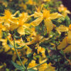Saint John's Wort (Hypericum perforatum) potted plant [CA, CO, MT, SD, WA no] - Image 2