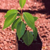 Schisandra, Official (Schisandra chinensis) potted vine, organic